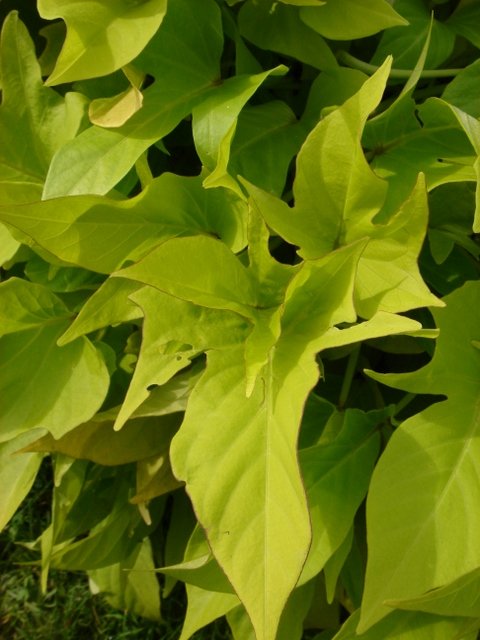 Ipomoea batatas sp doree